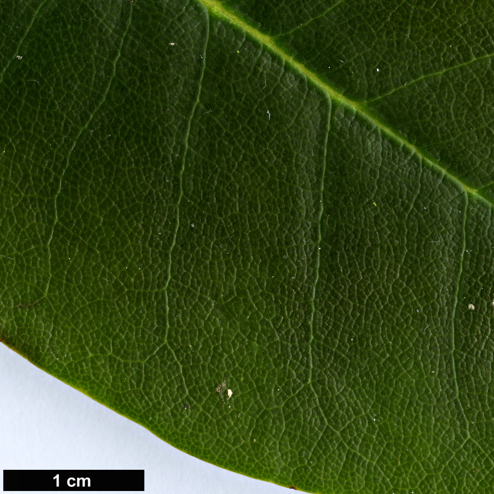 High resolution image: Family: Ericaceae - Genus: Rhododendron - Taxon: wardii